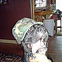 dog, black_dog, camo_hat, tongue_out, indoor, hand, happy, pet, canine, mouth_open, floor, carpet, kitchen, chair, table, household, domestic, animal, playful, portrait