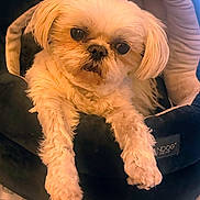 Snowball joined the competition — help win amazing prizes! animal, canine, companion, cozy, curious, cute, cute_pet, dog, domestic, face, fluffy, friendly, fur, indoor, light_colored, paws, pet_bed, relaxed, resting, small_dog