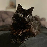 Cheeto is registered to the contest to win money with this photo: animal, bed, black_cat, cat, closeup, cozy, cute, domestic_animal, ears, eyes, feline, fluffy, fur, indoor, lying_down, pet, portrait, resting, soft, whiskers