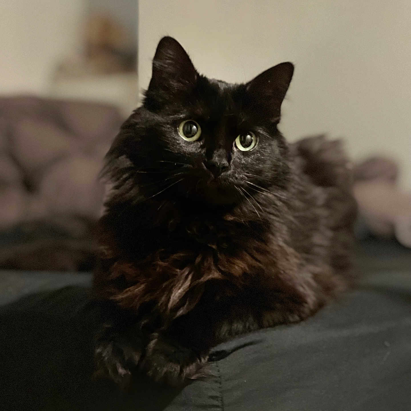 Cheeto is registered to the contest to win money with this photo: animal, bed, black_cat, cat, closeup, cozy, cute, domestic_animal, ears, eyes, feline, fluffy, fur, indoor, lying_down, pet, portrait, resting, soft, whiskers