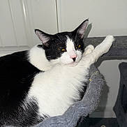 Bullet is registered to the contest to win money with this photo: cat, black_and_white, pet, animal, indoor, feline, resting, cozy, bed, fur, whiskers, ears, paw, looking, domestic, cute, sleepy, home, relaxed, comfortable