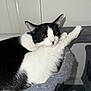 animal, bed, black_and_white, cat, comfortable, cozy, cute, domestic, ears, feline, fur, home, indoor, looking, paw, pet, relaxed, resting, sleepy, whiskers