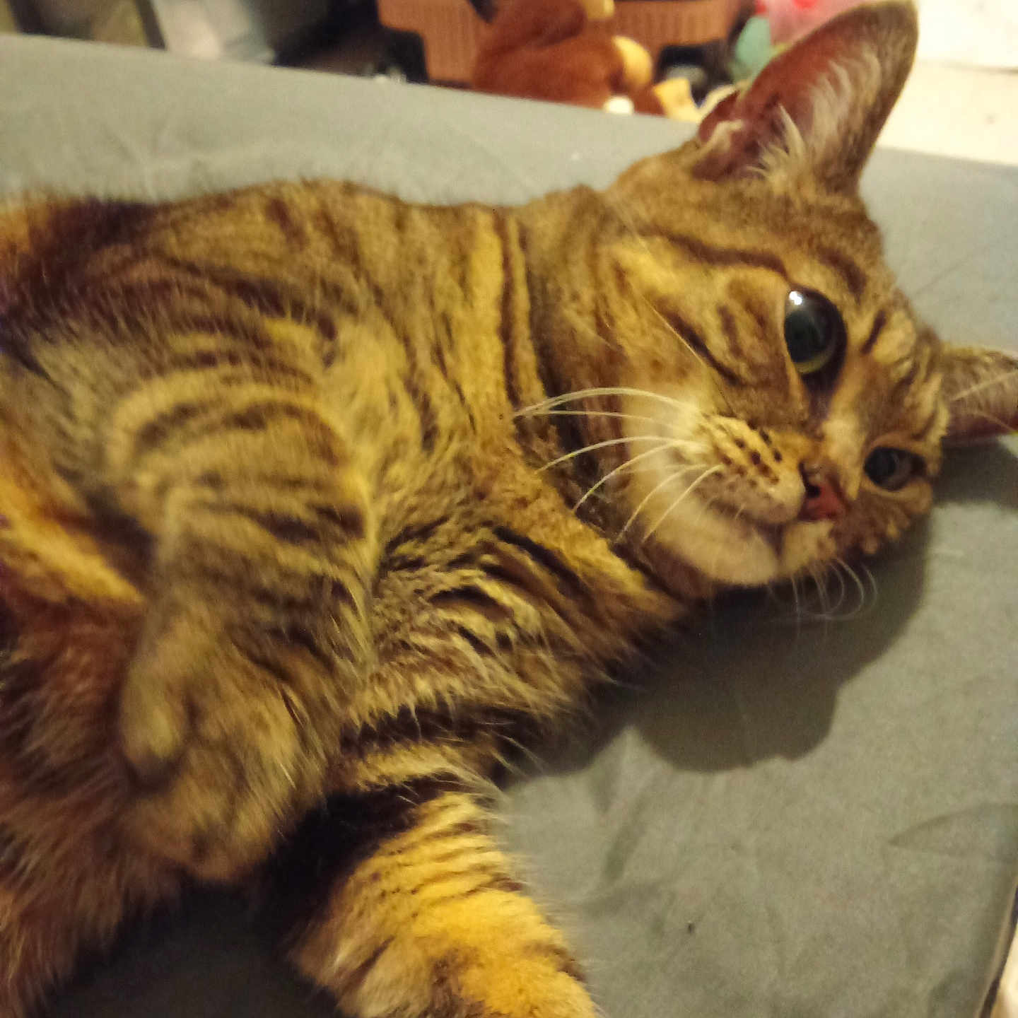 Fripouille a rejoint le concours — aidez-le/la à gagner de superbes lots ! animal, bedroom, cat, close_up, curious, cute, domestic_cat, ears, feline, fur, indoor, lying_down, mammal, pet, resting, soft_light, striped, tabby, tabby_cat, whiskers