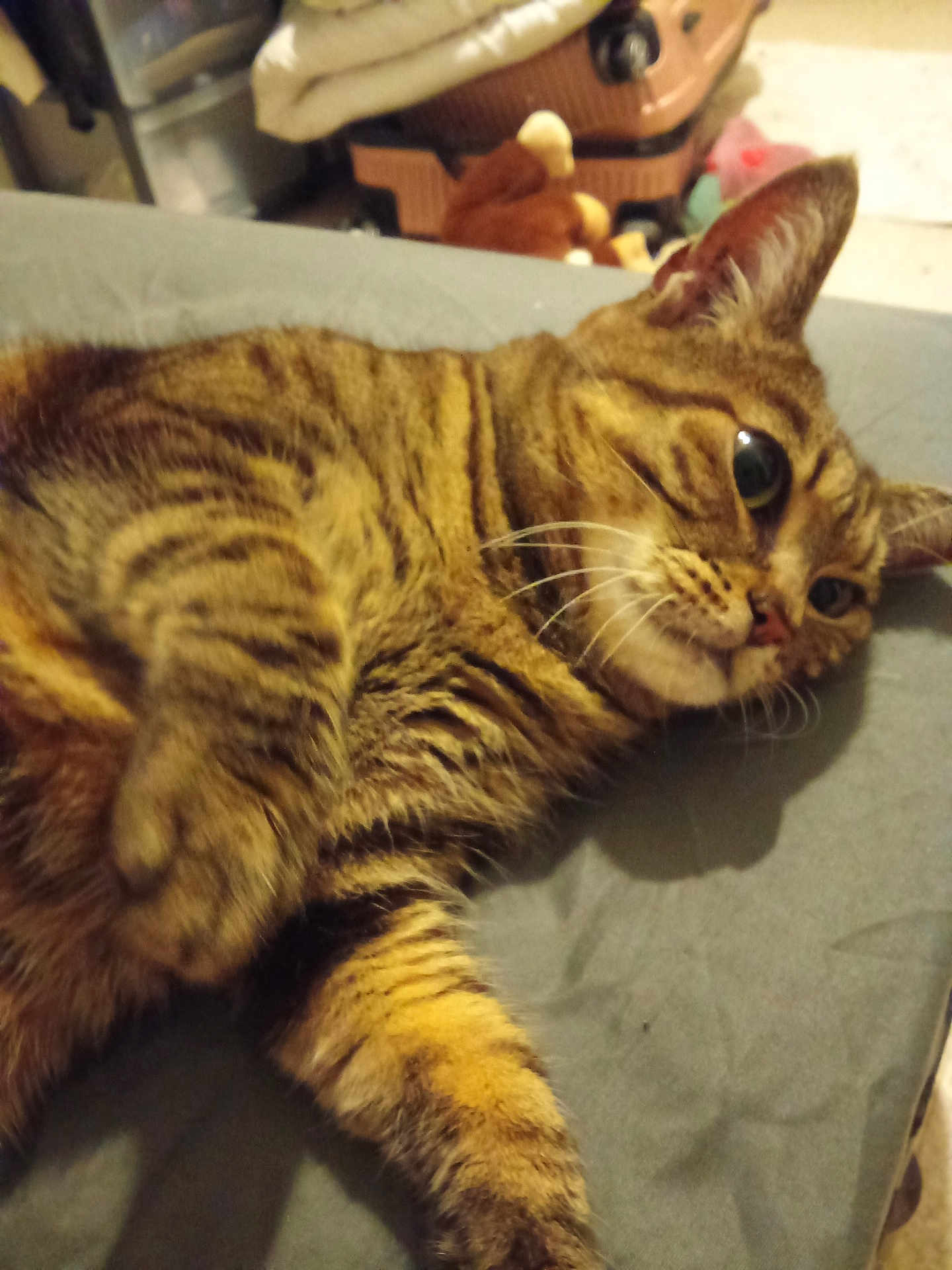 Fripouille a rejoint le concours — aidez-le/la à gagner de superbes lots ! tabby_cat, cat, pet, animal, feline, striped, whiskers, ears, fur, lying_down, indoor, bedroom, soft_light, curious, close_up, domestic_cat, mammal, resting, cute, tabby