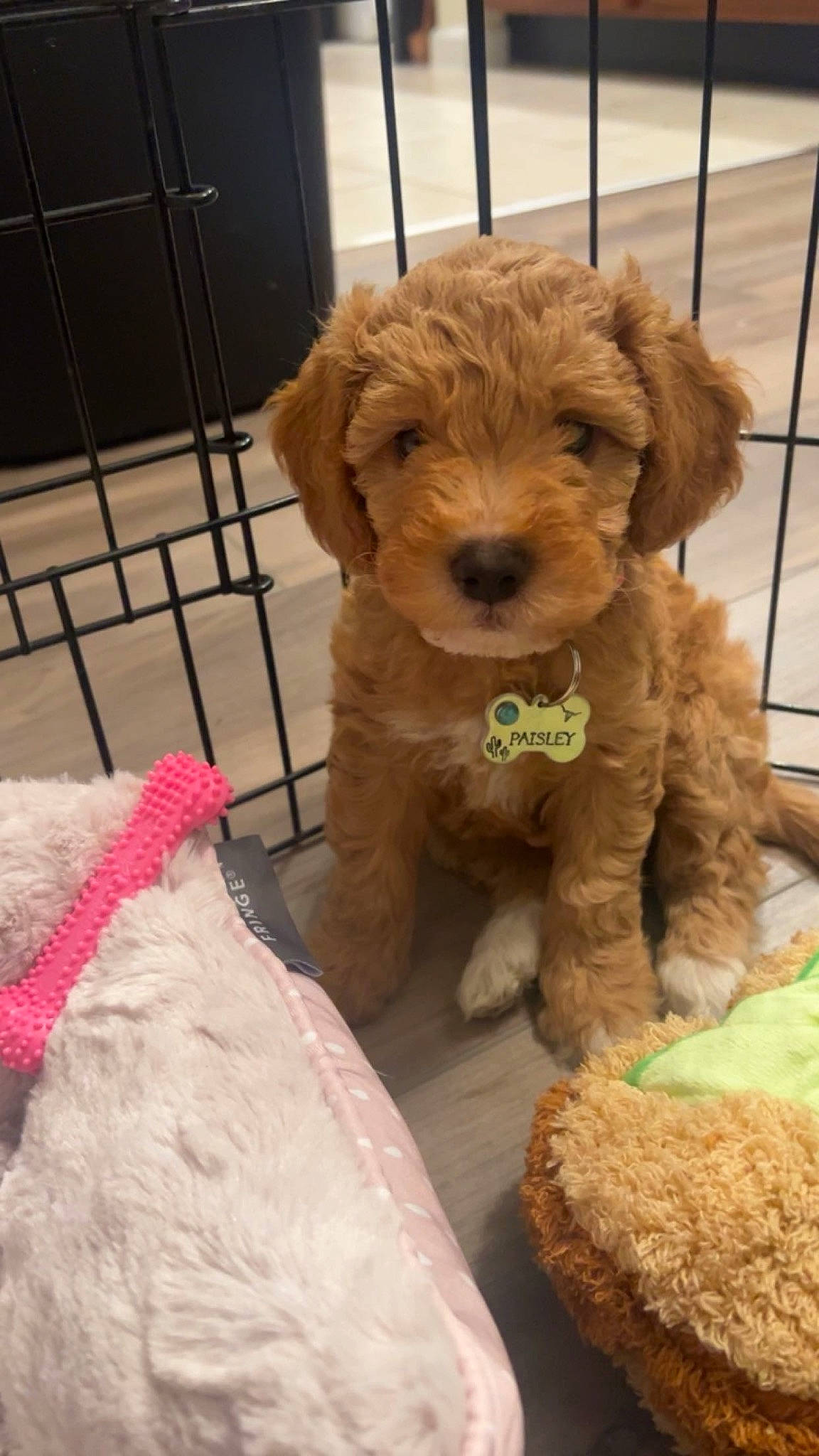 Paisley Mae joined the competition — help win amazing prizes! canidae, carnivore, companion_dog, dog, dog_breed, dog_collar, dog_supply, fawn, fur, pet_supply, poodle, snout, sporting_group, stuffed_toy, terrier, toy, toy_dog, water_dog, working_animal, yorkipoo