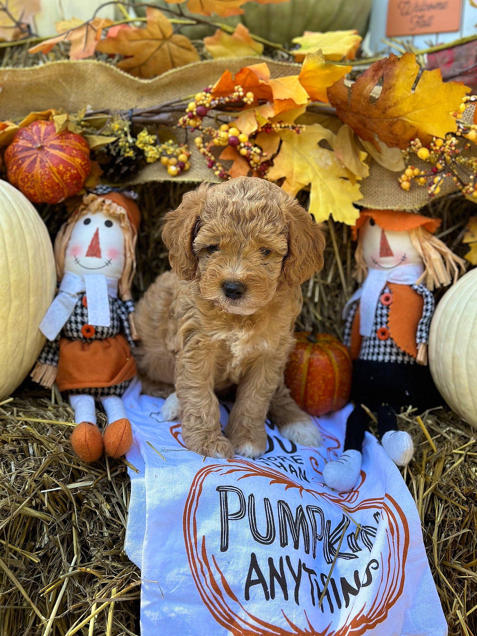 Paisley Mae is registered to the contest to win money with this photo: art, calabaza, cucurbita, event, gourd, grass, lawn_ornament, local_food, natural_foods, orange, plant, pumpkin, squash, teddy_bear, toy, tradition, vegetable, whole_food, winter_squash, wood