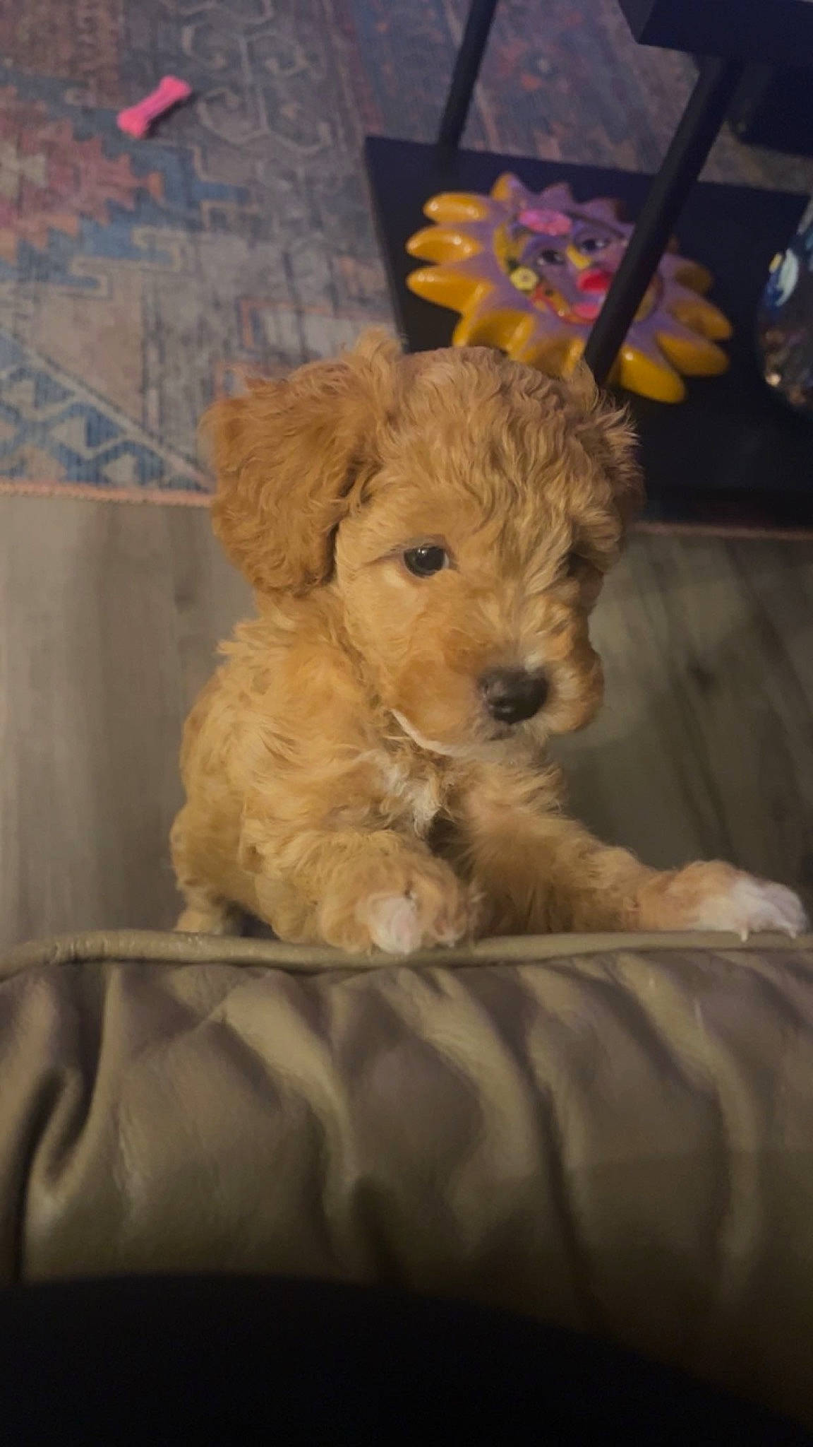 Paisley Mae joined the competition — help win amazing prizes! canidae, carnivore, companion_dog, dog, dog_breed, dog_supply, fawn, firefighter, fur, non_sporting_group, small_terrier, snout, sporting_group, terrestrial_animal, terrier, toy, toy_dog, wood, working_animal, yorkipoo