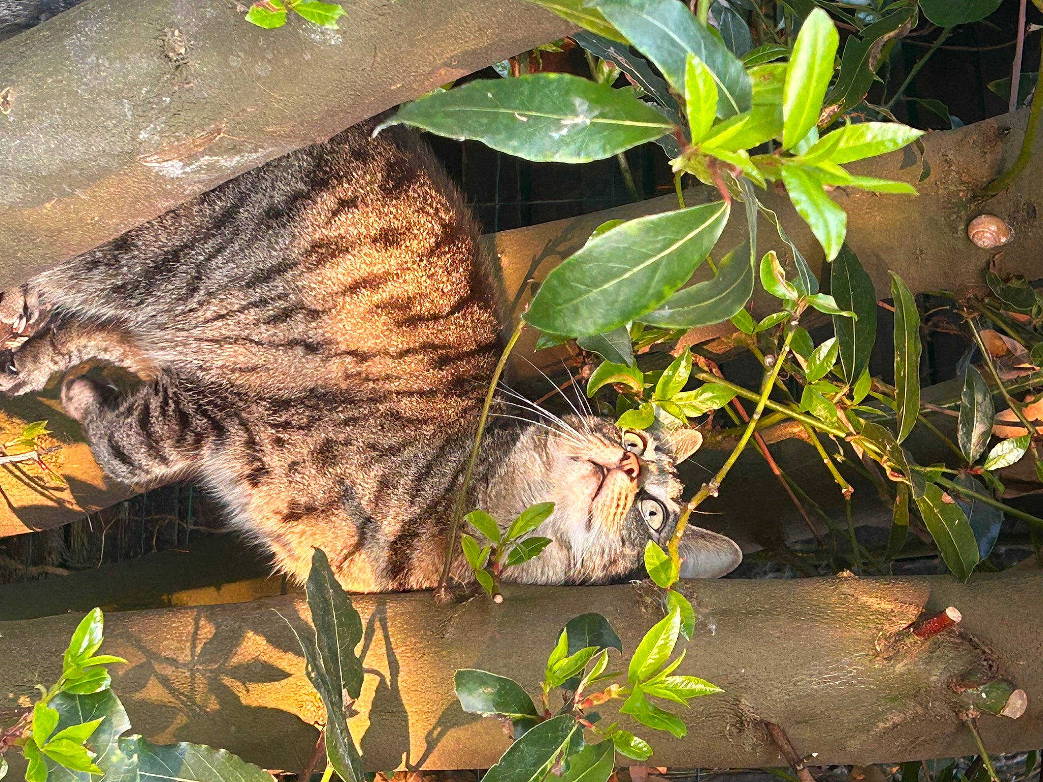 Romy participe au concours pour gagner de l'argent avec cette photo : adaptation, big_cats, botany, cat, felidae, flowering_plant, fur, grass, herb, insect, jungle, nature, organism, pattern, plant, small_to_medium_sized_cats, terrestrial_animal, terrestrial_plant, vegetation, whiskers