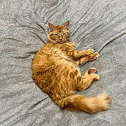 Oscar joined the competition — help win amazing prizes! cat, ginger_cat, fluffy, pet, animal, feline, sleepy, relaxed, cozy, soft_blanket, indoor, cute, paws, tail, fur, resting, comfort, bed, home, domestic_animal