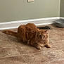 cat, orange_cat, fluffy, floor, tile_floor, indoor, wall, electrical_outlet, bowl, pet, animal, resting, feline, home, quiet, contemplative, domestic, mammal, cute, relaxed