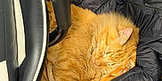 Oscar is registered to the contest to win money with this photo: cat, orange_cat, sleeping, puffer_jacket, black_jacket, chair, furniture, indoor, cozy, pet, animal, fur, paw, relaxation, resting, cute, fluffy, domestic_cat, warm, comfort