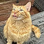 cat, orange_tabby, fluffy, tongue_out, wooden_deck, outdoor, pet, animal, feline, whiskers, ears, tail, sitting, curious, cute, closeup, daylight, playful, domestic_cat, fur