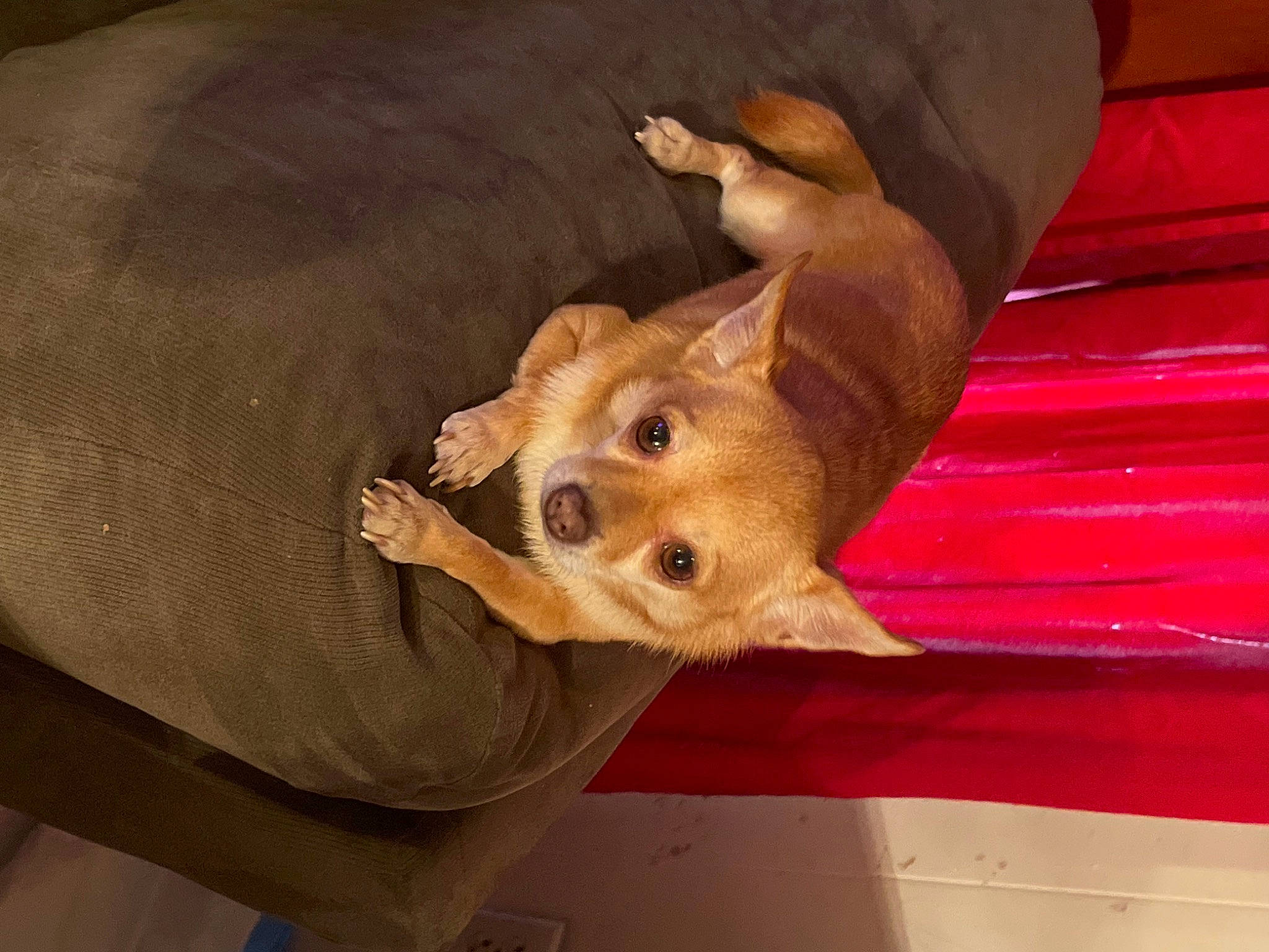 Ginger is registered to the contest to win money with this photo: canidae, carnivore, comfort, companion_dog, dog, dog_breed, dog_supply, fawn, fur, hardwood, linens, liver, non_sporting_group, snout, sporting_group, tail, toy_dog, whiskers, wood, working_animal