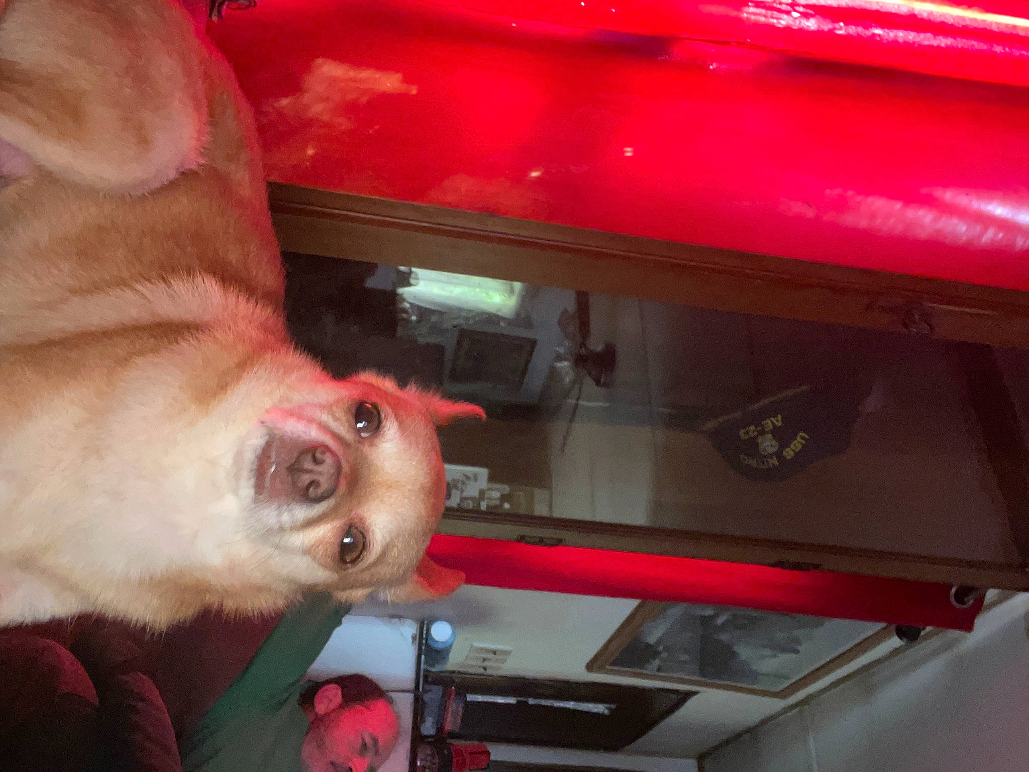 Ginger joined the competition — help win amazing prizes! auto_part, automotive_exterior, automotive_lighting, canidae, carnivore, collar, companion_dog, dog, dog_breed, fawn, flesh, fur, jaw, liver, machine, snapshot, snout, sporting_group, windshield, working_animal