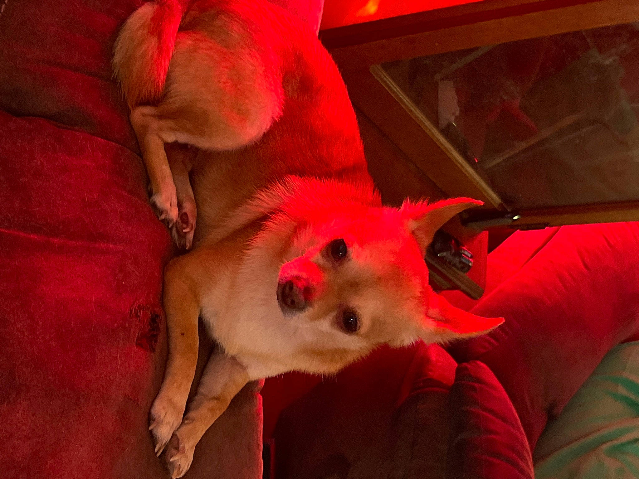 Ginger joined the competition — help win amazing prizes! canidae, carmine, carnivore, comfort, companion_dog, dog, dog_breed, fawn, flesh, foot, fur, human_leg, magenta, non_sporting_group, paw, pink, room, sporting_group, tail, whiskers