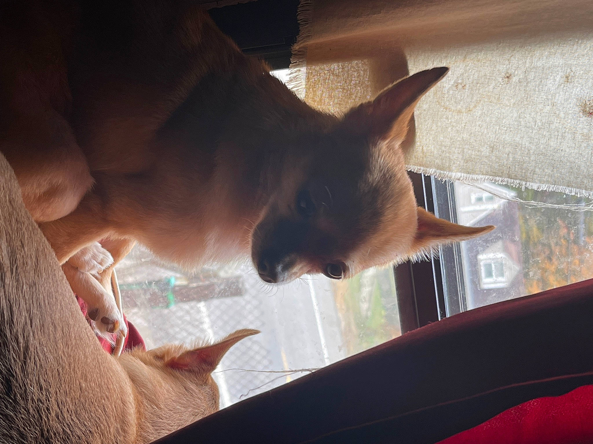 Ginger is registered to the contest to win money with this photo: canidae, carnivore, cat, comfort, dog_breed, ear, fawn, felidae, fur, gesture, human_leg, small_to_medium_sized_cats, snout, sporting_group, tail, tints_and_shades, whiskers, window, windshield, wood