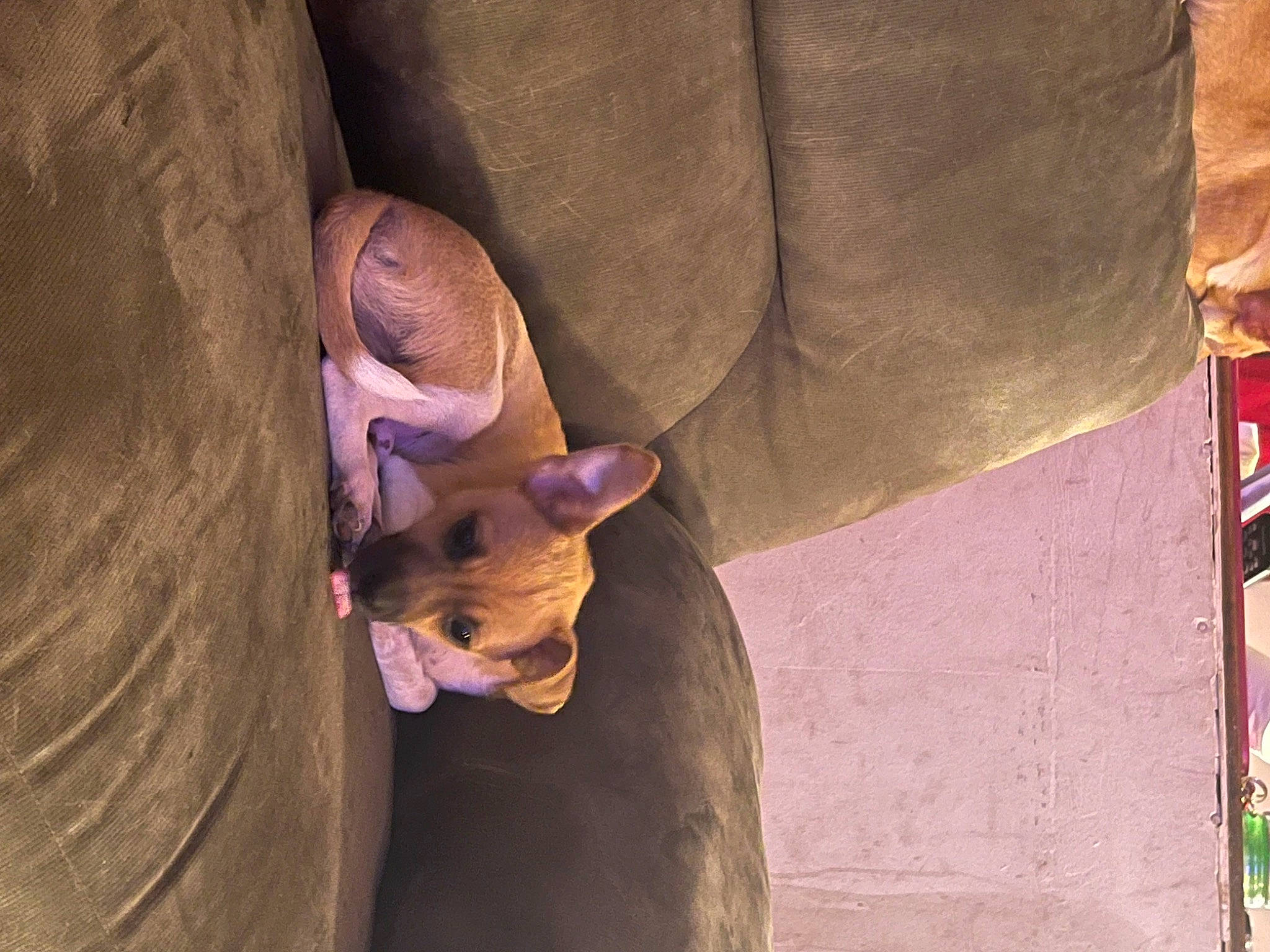 Scooby joined the competition — help win amazing prizes! adventure, art, fawn, felidae, hat, landscape, magenta, musical_instrument, pink, purple, recreation, rock, sculpture, shadow, temple, tints_and_shades, tree, visual_arts, wood