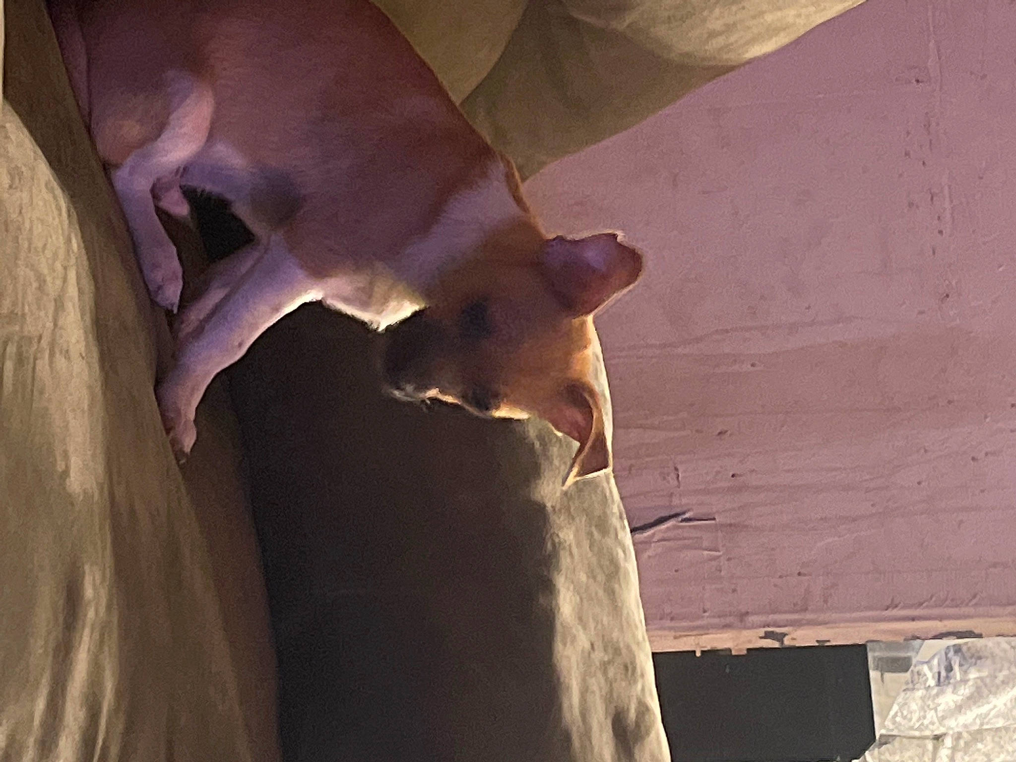 Scooby joined the competition — help win amazing prizes! canidae, carnivore, dog_breed, fawn, felidae, fur, hardwood, human_leg, plaster, plywood, room, shadow, small_to_medium_sized_cats, snout, tail, terrestrial_animal, tints_and_shades, whiskers, wildlife, wood