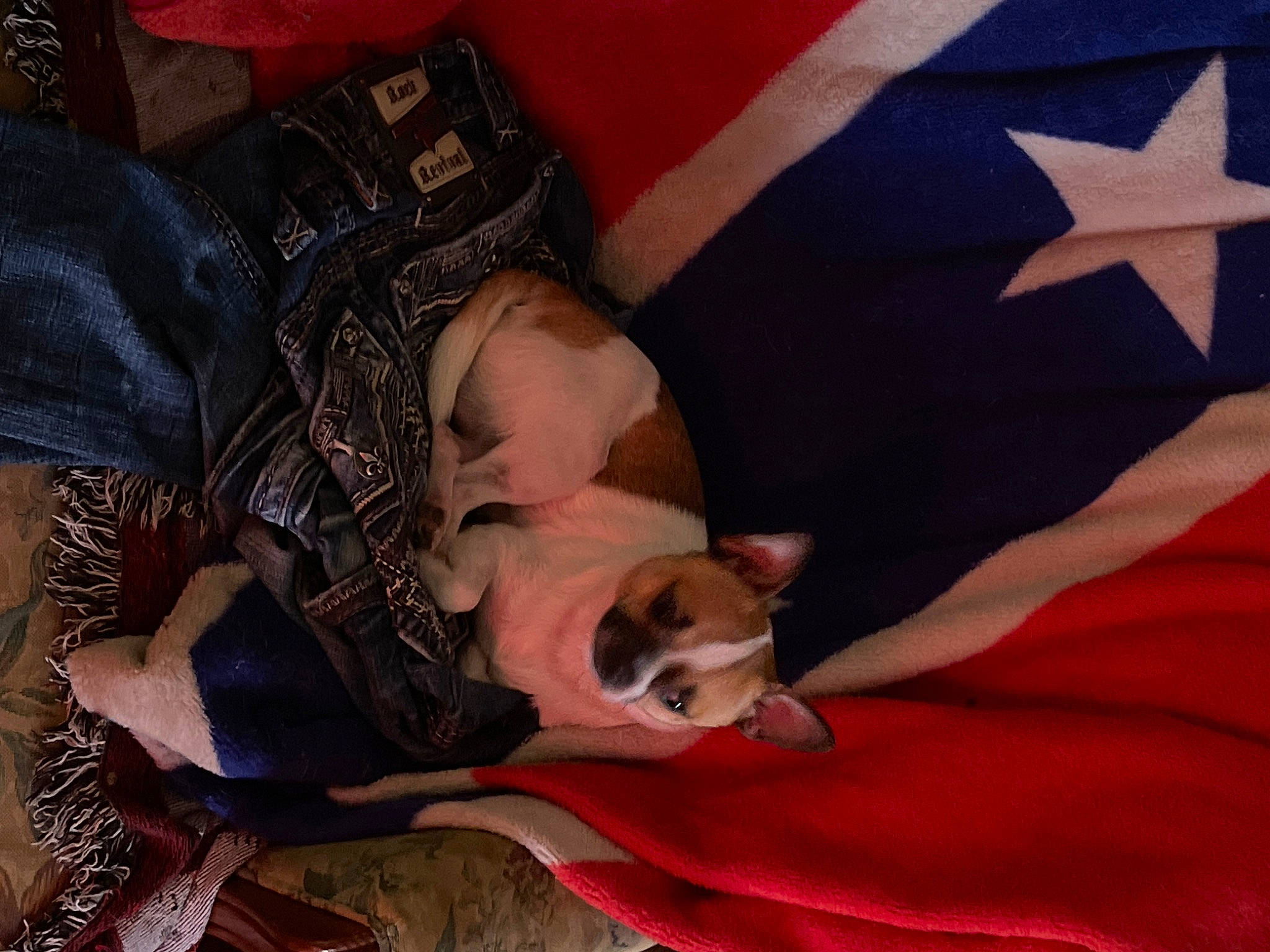 Sparky is registered to the contest to win money with this photo: canidae, carmine, carnivore, comfort, companion_dog, couch, dog, dog_breed, fawn, flag, flag_of_the_united_states, fur, lap, linens, nap, pattern, sitting, sporting_group, thigh, toy_dog