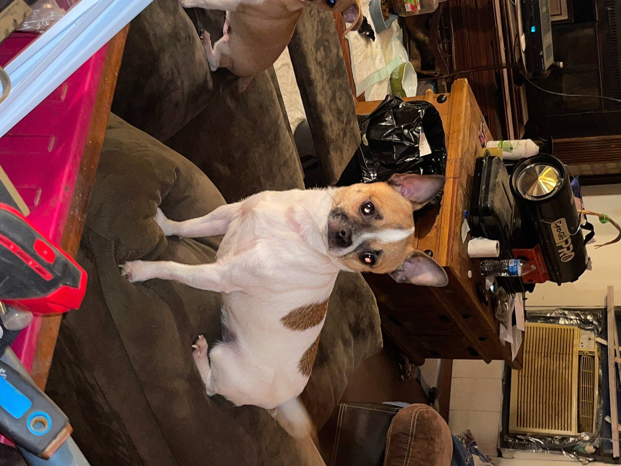 Sparky is registered to the contest to win money with this photo: auto_part, automotive_design, automotive_exterior, automotive_lighting, automotive_wheel_system, carnivore, companion_dog, dog, event, fawn, fur, headlamp, machine, motor_vehicle, personal_protective_equipment, snout, tire, vehicle, vehicle_door, working_animal