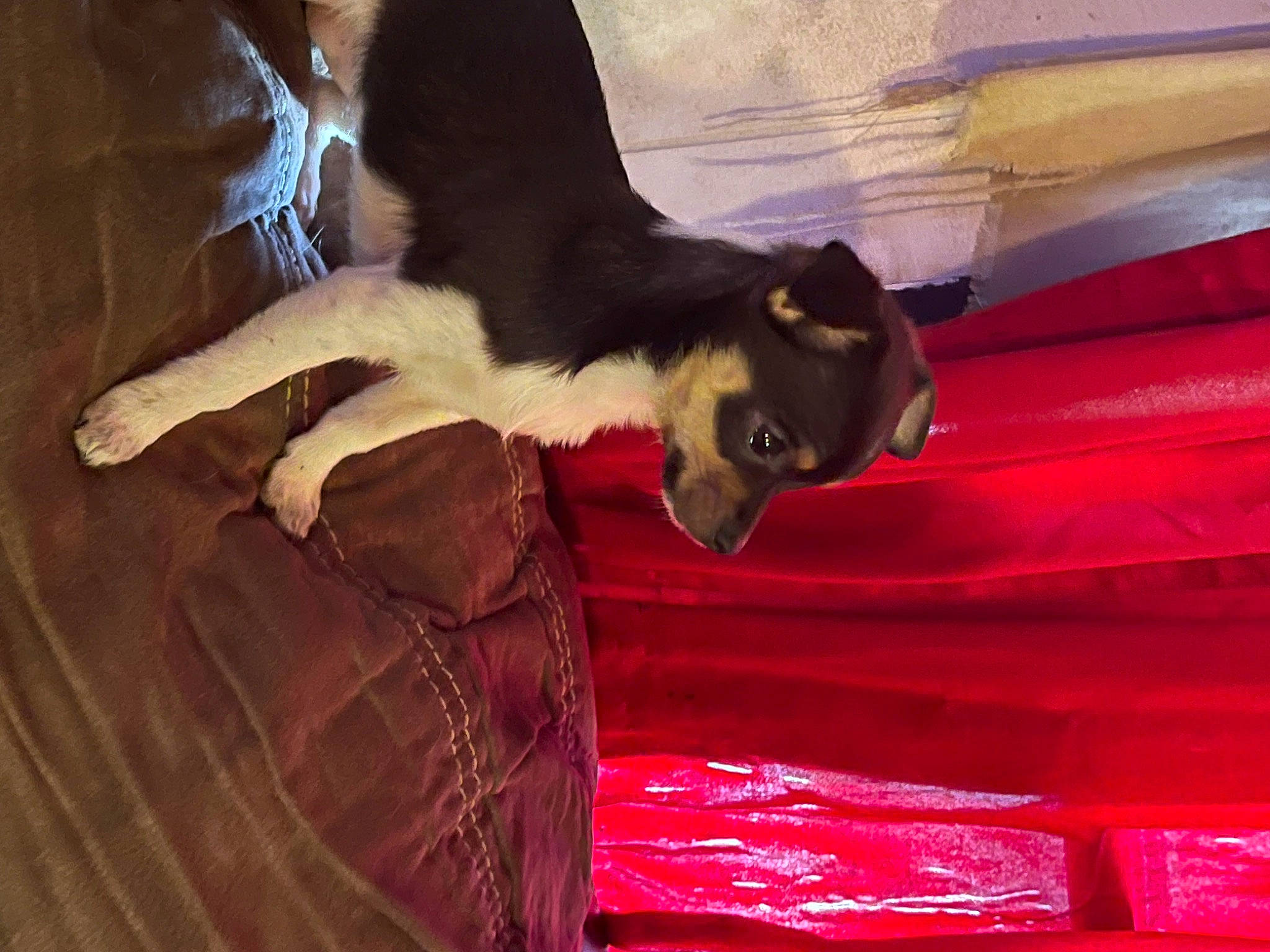 Tiny is registered to the contest to win money with this photo: carmine, carnivore, cat, claw, comfort, dog_breed, domestic_short_haired_cat, fawn, felidae, fur, hardwood, human_leg, magenta, paw, plant, small_to_medium_sized_cats, snout, tail, whiskers, wood