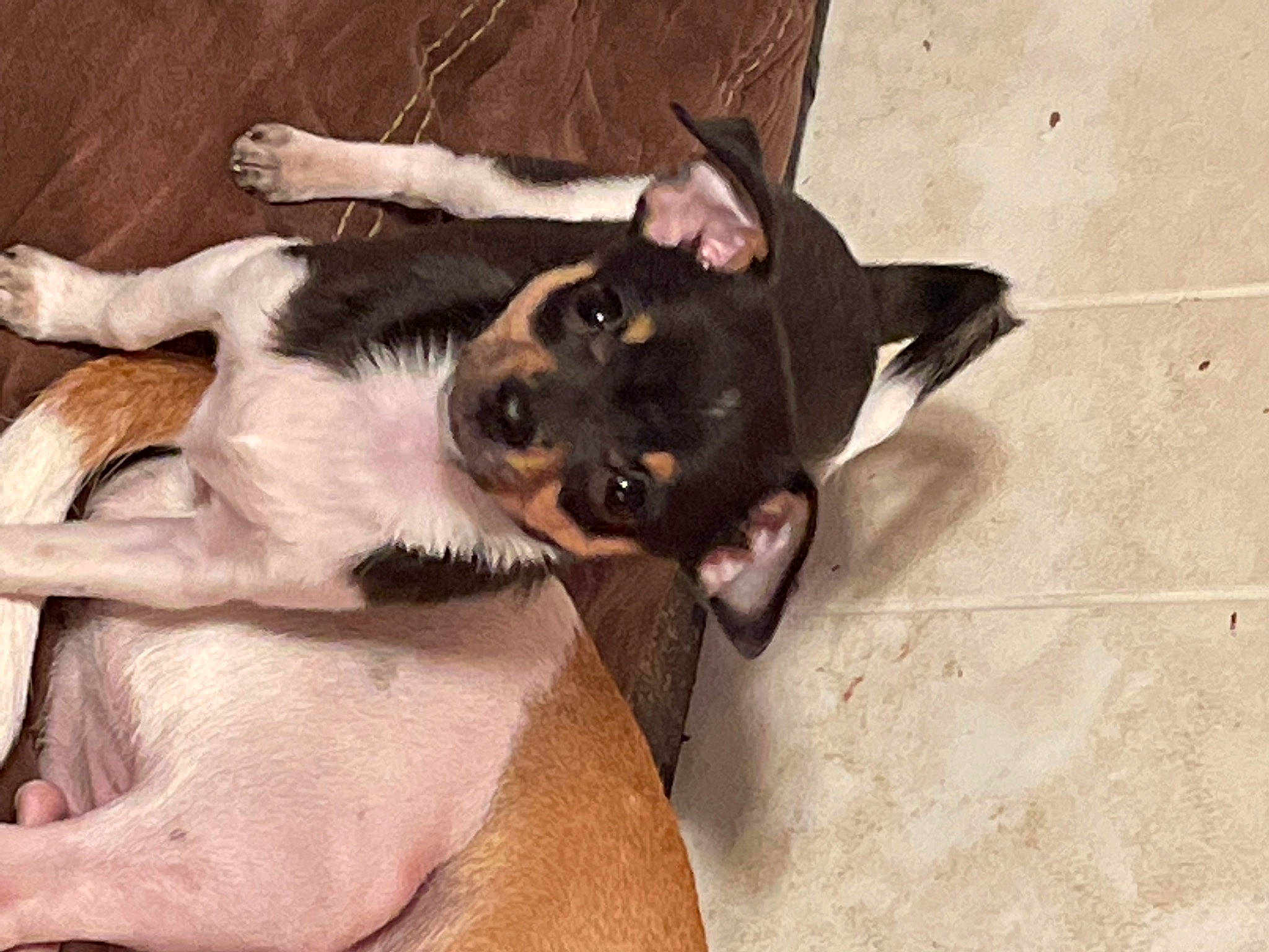 Tiny is registered to the contest to win money with this photo: canidae, carnivore, comfort, companion_dog, couch, dog, dog_breed, fawn, felidae, fur, non_sporting_group, paw, puppy, snout, sporting_group, tail, terrestrial_animal, toy_dog, whiskers, working_animal