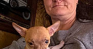 Daisy joined the competition — help win amazing prizes! adult, animal, chihuahua, closeup, dog, ears, face, gray_sweater, indoors, pet, portrait, puppy, retro_poster, selfie, sitting, small_dog, soft_lighting, two_faces, woman, 抱狗