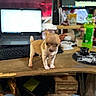 Daisy joined the competition — help win amazing prizes! dog, chihuahua, puppy, small_dog, standing, desk, computer, laptop, monitor, office, indoors, workspace, technology, keyboard, mouse, soda_bottle, wooden_table, cables, portrait, pet
