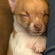 Daisy is registered to the contest to win money with this photo: puppy, dog, sleeping, cute, animal, pet, chihuahua, small_dog, portrait, close_up, indoors, cozy, snuggling, resting, paws, belly, fur, brown_and_white, denim, nap