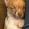 animal, belly, brown_and_white, chihuahua, close_up, cozy, cute, denim, dog, fur, indoors, nap, paws, pet, portrait, puppy, resting, sleeping, small_dog, snuggling