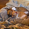 Daisy joined the competition — help win amazing prizes! dogs, puppies, three_dogs, sleeping, cuddling, curled_up, cozy, blanket, bed, indoors, brown_dog, small_dog, short_hair, pointed_ears, resting, cute, pet, animal, warm_lighting, portrait
