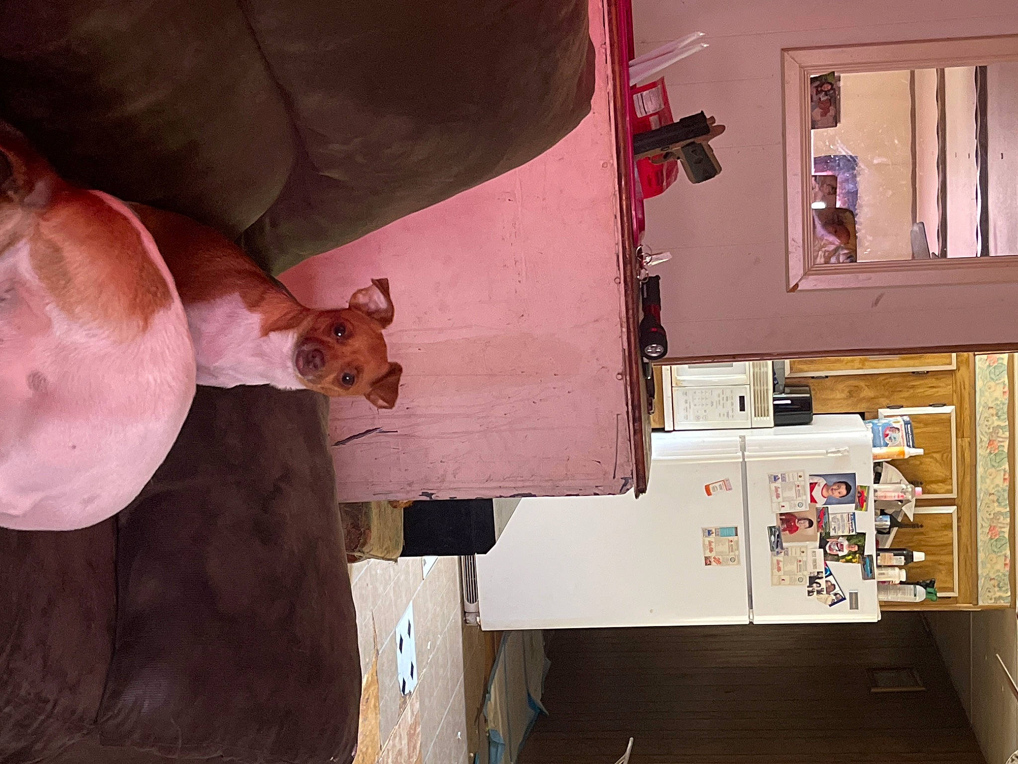 Daisy joined the competition — help win amazing prizes! building, cabinetry, carnivore, comfort, companion_dog, dog, dog_breed, ear, fawn, felidae, flooring, hardwood, picture_frame, room, shelf, shelving, small_to_medium_sized_cats, whiskers, wood, working_animal