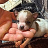 puppy, dog, hand, cute, small, close_up, pet, animal, fur, nose, ears, paw, blanket, cozy, indoor, young, adorable, domestic_animal, mammal, resting
