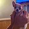 Max is registered to the contest to win money with this photo: animal, being_held, chihuahua, close_up, cozy, cute, dog, ears, hands, home, indoor, looking_at_camera, pet, photography, portrait, puppy, small_dog, television, wall, wood_paneling