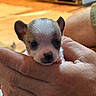 puppy, dog, chihuahua, pet, animal, tiny, portrait, close_up, face, ears, eyes, nose, fur, hands, human, holding, indoor, warm_lighting, cute, companion