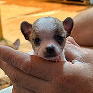 Max is registered to the contest to win money with this photo: puppy, dog, chihuahua, small_dog, animal, pet, portrait, close_up, held, hands, human, brown_and_white, short_hair, ears, nose, eyes, indoor, wooden_floor, blurred_background, cute