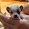puppy, dog, chihuahua, small_dog, animal, pet, portrait, close_up, held, hands, human, brown_and_white, short_hair, ears, nose, eyes, indoor, wooden_floor, blurred_background, cute