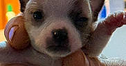 Max is registered to the contest to win money with this photo: puppy, dog, canine, small_dog, close_up, portrait, held, human_hands, fingers, nose, ears, fur, brown_and_white, cute, adorable, indoor, warm_lighting, orange_background, pet, animal