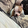 puppy, dog, brown_and_white, small_dog, cute, adorable, animal, pet, portrait, close_up, face, eyes, ears, nose, couch, cushion, indoor, home, patterned_fabric, curious
