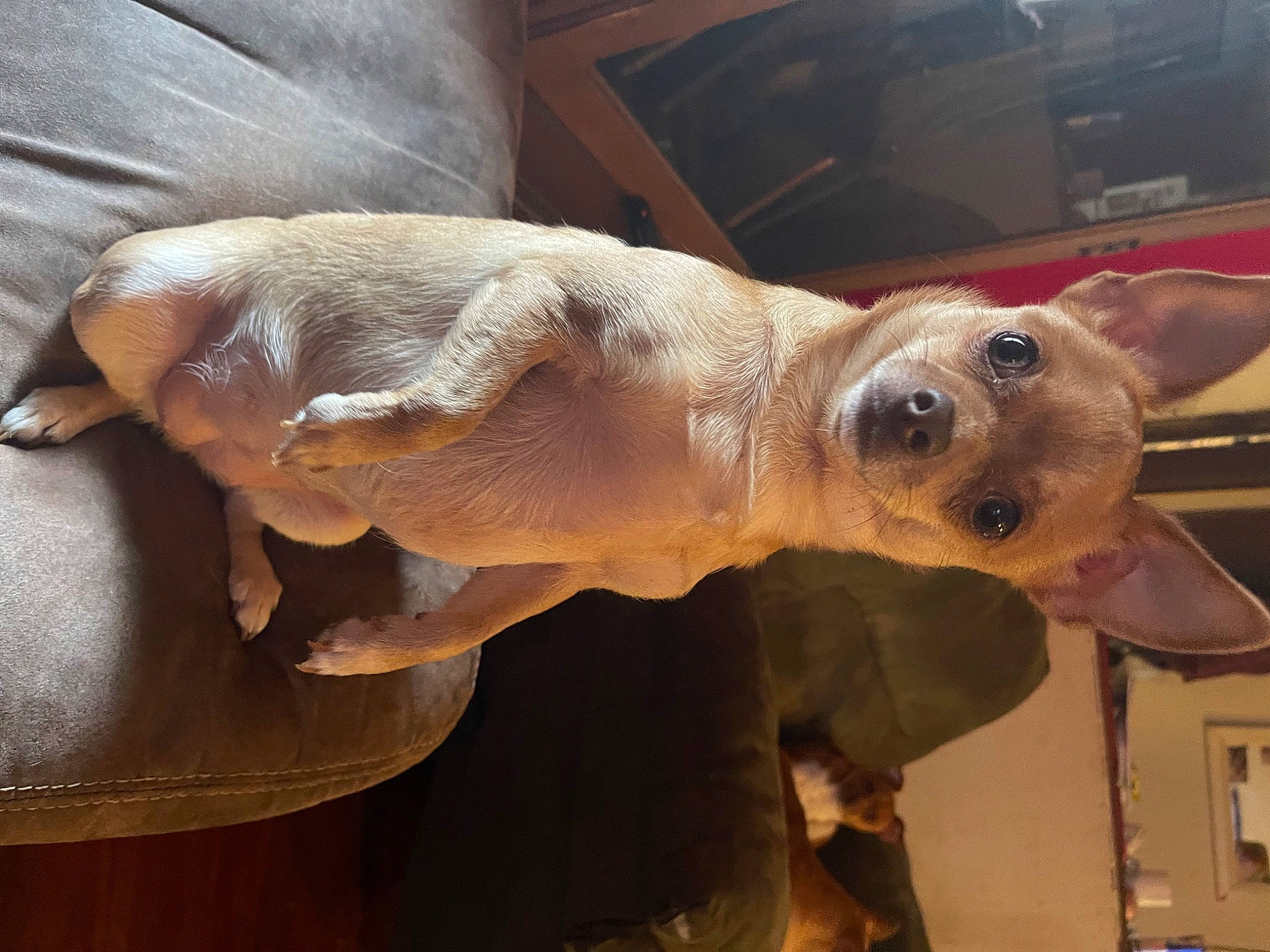 Rosie is registered to the contest to win money with this photo: aircraft, canidae, carnivore, companion_dog, dog, dog_breed, fawn, fur, metal, snout, sporting_group, sunglasses, tail, terrestrial_animal, whiskers, wing, wood, working_animal