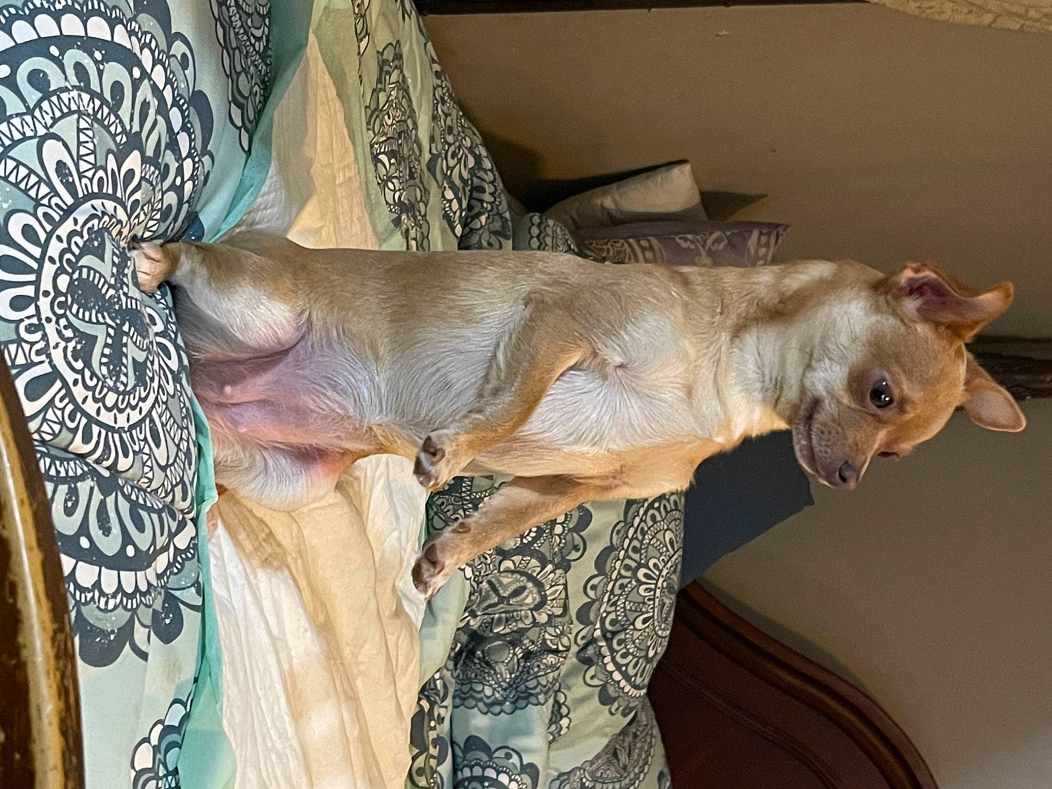 Rosie joined the competition — help win amazing prizes! art, carving, fashion_design, fawn, felidae, fish, flooring, fur, pattern, peach, room, small_to_medium_sized_cats, tail, textile, tree, trunk, visual_arts, wood