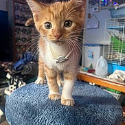 Cody is registered to the contest to win money with this photo: kitten, cat, orange_cat, white_cat, collar, cat_tree, plush, indoor, pet, curious, feline, close_up, portrait, whiskers, soft_fur, young_cat, domestic_cat, home, cute, animal