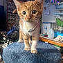 kitten, cat, orange_cat, white_cat, collar, cat_tree, plush, indoor, pet, curious, feline, close_up, portrait, whiskers, soft_fur, young_cat, domestic_cat, home, cute, animal