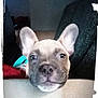 puppy, dog, close_up, ears, cushion, resting, indoors, pet, cute, face, animal, brown, snout, fur, looking, expression, young, adorable, head, portrait