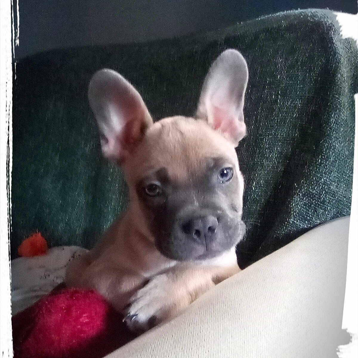 Milo joined the competition — help win amazing prizes! animal, blanket, brown, closeup, couch, cozy, curious, cute, dog, domestic, ears, face, fur, indoor, paw, pet, puppy, resting, snout, young