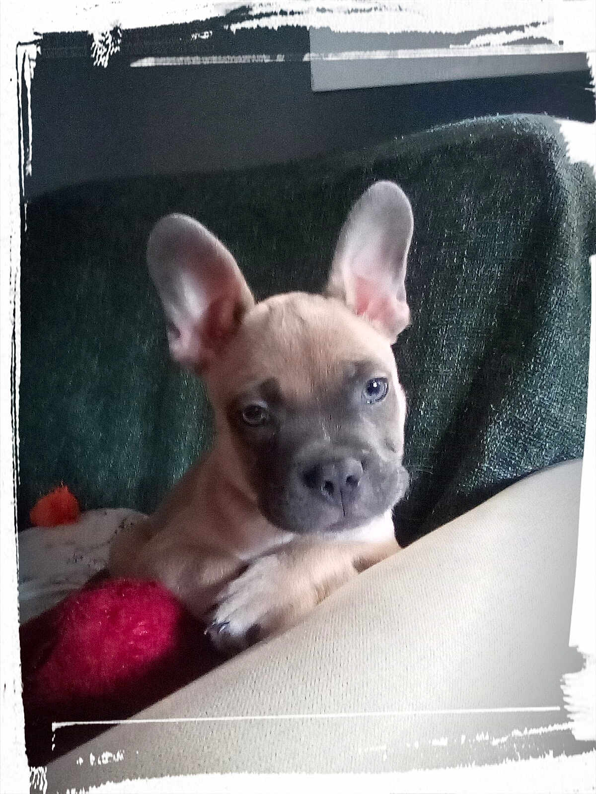 Milo