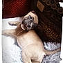 puppy, dog, smiling, playful, lying_down, fluffy_rug, red_cushion, patterned_fabric, indoor, pet, cute, fur, small_dog, face, animal, relaxed, happy, canine, domestic_animal, cozy