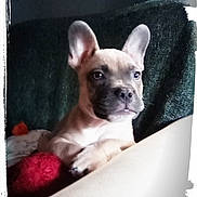 Milo joined the competition — help win amazing prizes! puppy, dog, pet, ears, couch, blanket, indoor, cute, young, animal, domestic, fur, snout, paw, relaxed, looking, portrait, home, cozy, soft
