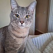 Milo is registered to the contest to win money with this photo: bed, blanket, cat, closeup, domestic_animal, doorway, ears, feline, fur, gray_cat, green_eyes, indoor, nose, pet, portrait, quilt, sitting, tabby_cat, wall, whiskers