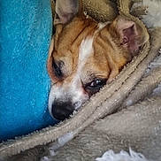 Bubu is registered to the contest to win money with this photo: dog, blanket, cozy, sleepy, resting, brown, white, fur, snuggled, ear, nose, closeup, indoor, comfort, cushion, soft, relaxed, pet, animal, wrapped